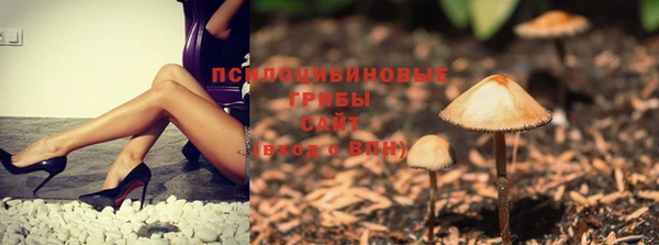 стафф Касимов