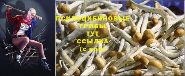 стафф Касимов